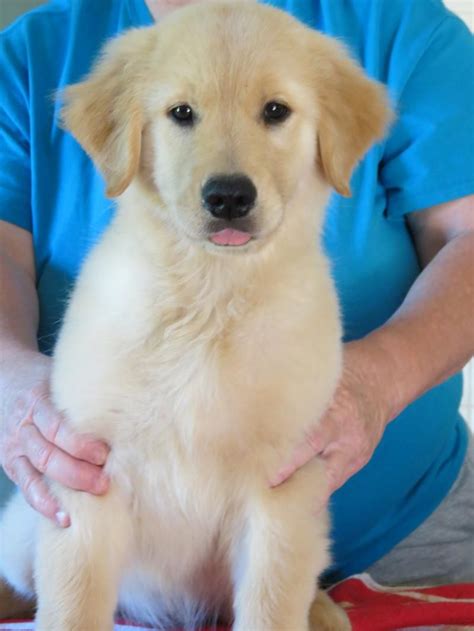 Best golden retriever breeders south carolina - DNA & Health Testing. Enroll a Canine Partner. Canine Good Citizen (CGC) Health & General Dog Care. AKC S.A.F.E. Grooming Program. AKC Canine Retreat. AKC Reunite/Microchips. Breeder Programs & Services. Delegate Directory & Search.
